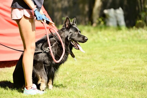 Hond aan de lijn buiten