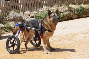 Zou jij een huisdier met een handicap adopteren?
