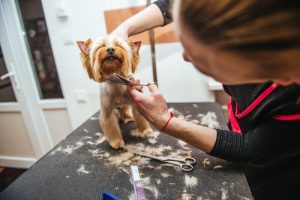 Moet ik mijn huisdier laten knippen of scheren voor de zomer?