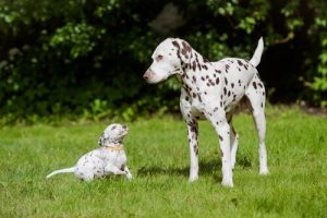 Wat zijn de mooiste honden op aarde?