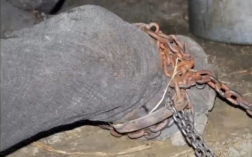 Een olifant die gered is van dierenmishandelaars