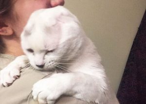 Oorloze kat die zijn baasje helpt met haar angst