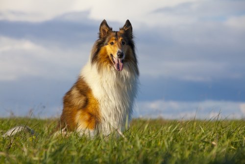 Een schotse collie met lang haar en een spitse neus