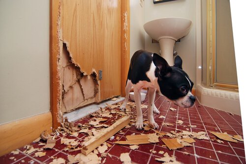 Destructief hondengedrag