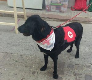 Mishandelde hond werkt nu als therapiehond