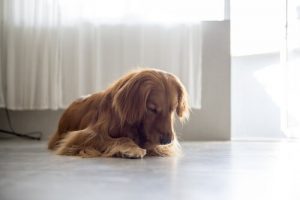 Waarom likken teefjes zichzelf?