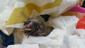 Wat doe je als je een babyvogeltje op de grond vindt?