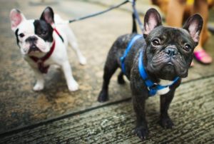 Wat is de beste tijd om je hond uit te laten?