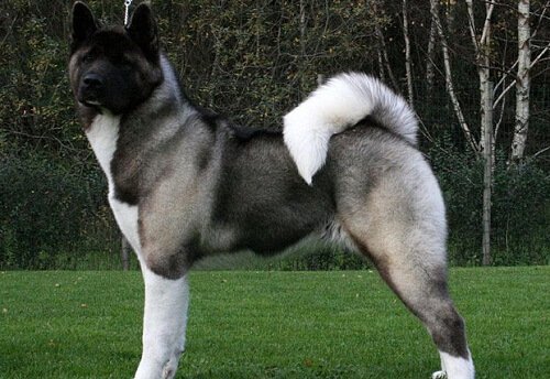 de amerikaanse akita, dominante hond met een nobel karakter - mijn