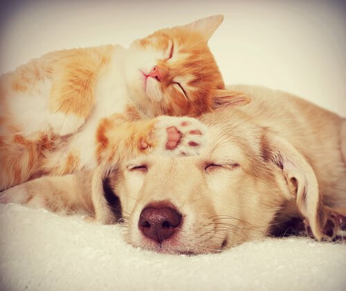 Hond en kat die samenwonen