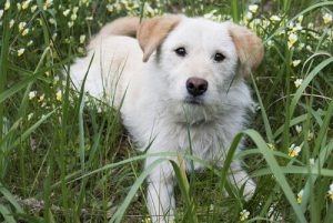 Wat is het derde ooglid van honden precies?