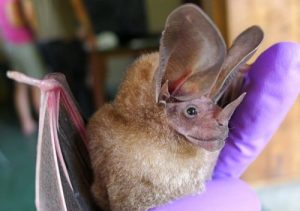 Lees over de acht vreemdste diersoorten