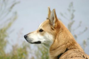 Hoe te voorkomen dat je door een hond gebeten wordt