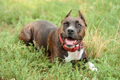 Hond-gebeten-worden-3