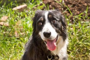 Wat is eigenlijk 'head pressing' bij honden?