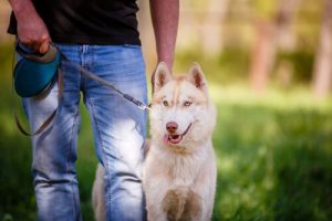 Hoe kun je de beste eigenaar van je huisdier zijn?