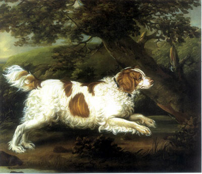 Hond-uitgestorven-rassen-English_Water_Spaniel
