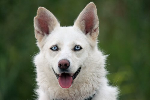 Een husky met een derde ooglid