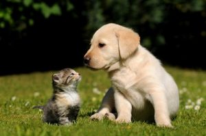 Welke dieren kunnen niet samenwonen?