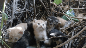 Alles wat je moet weten over het TNR-project