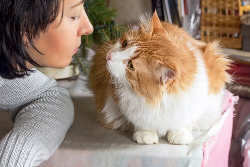 Hoe weet je of je kat van je houdt? - My Animals