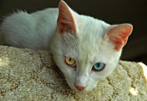 De oudste kattenrassen: een reis terug in de tijd