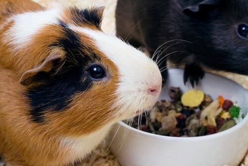 Cavia aan het eten