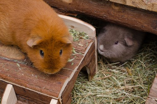 Een cavia