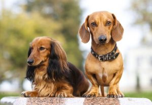 Honden in rasgroep 4: rassenclassificatie volgens de FCI