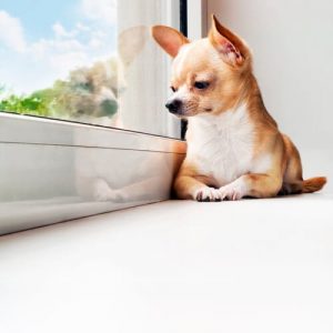 Tips voor wanneer je hond veel alleen thuis is