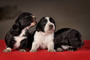 Hoe moet je een puppy trainen?