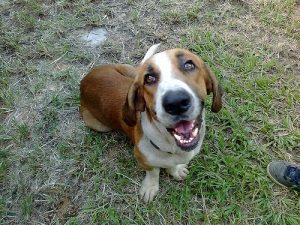 Waarom honden soms hun baasje haten