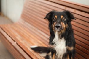 Wat zijn de voor- en nadelen van castratie of sterilisatie?