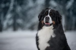 Leuke namen voor grote honden