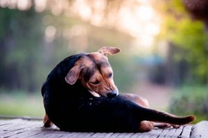 Schurft bij honden: wat kun je eraan doen?