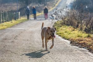 Hoe lang moet je zoeken naar een vermiste hond?