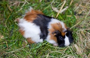 Wat moet je je cavia voeren om hem gezond te houden?