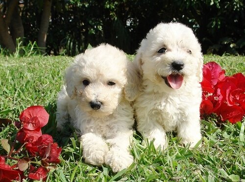 Waterhonden zijn makkelijk te herkennen