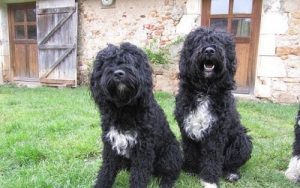 Welke rassen behoren tot de waterhonden?