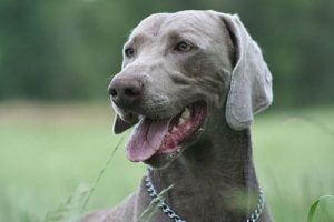De Weimaraner: een Duitse jachthond