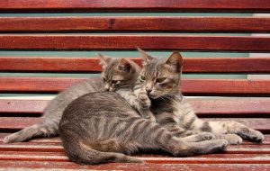 Op welke leeftijd kan een dier het beste gesteriliseerd worden?