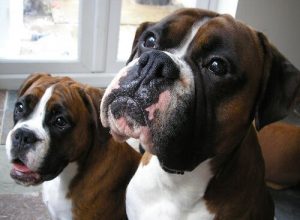 8 van de 40 Duitse hondenrassen