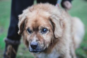 Zorgen voor een blinde hond: enkele bruikbare tips