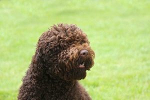 Kom alles te weten over de barbet