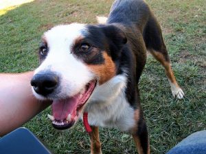 De geestelijke gezondheid van je huisdier