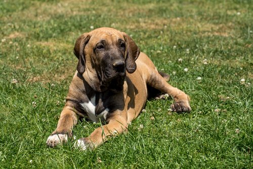Fila brasileiro