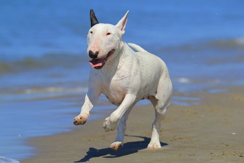Bullterriër op het strand