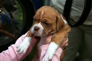 Tips om je huisdier naar de dierenarts mee te nemen