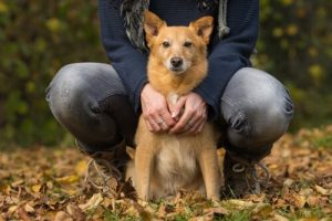 Congestief hartfalen (CHF) bij honden