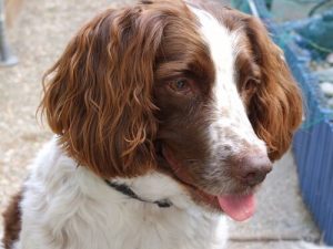 Hondenrassen die vatbaar zijn voor oorinfecties